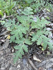 Phacelia ramosissima
