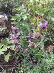 Monarda pectinata