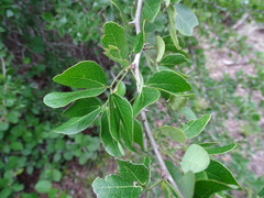 Pithecellobium unguis-cati