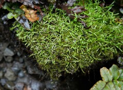 Abrotanella caespitosa