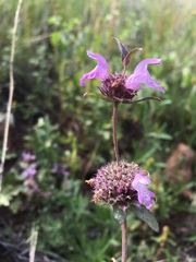 Monarda pectinata