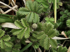 Acaena anserinifolia