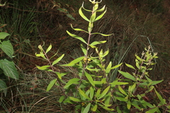 Persoonia sericea