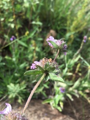 Monarda pectinata