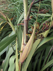 Phormium