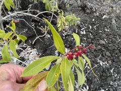 Agarista salicifolia