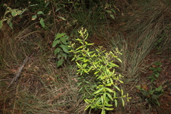 Persoonia sericea