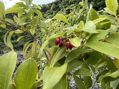Agarista salicifolia