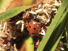 Coccinella undecimpunctata