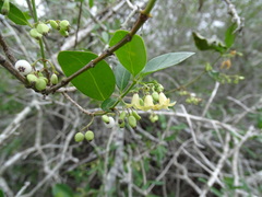 Chiococca alba