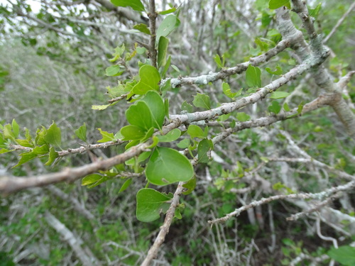 Image of Randia obcordata by (c) Alexis López Hernández, some rights reserved (CC BY)