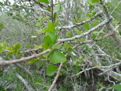 Randia obcordata