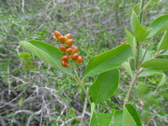 Citharexylum berlandieri