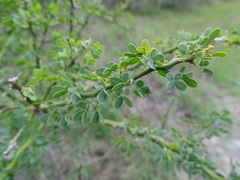 Parkinsonia texana macra
