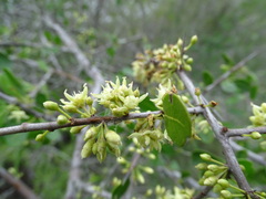 Sideroxylon celastrinum
