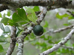 Randia obcordata