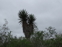 Yucca treculiana