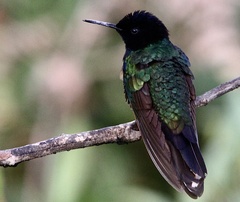 Boissonneaua jardini