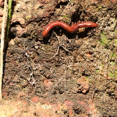 Trigoniulus corallinus