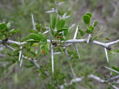 Vachellia rigidula
