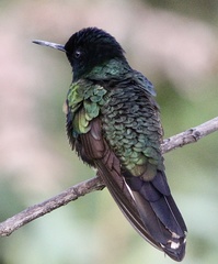 Boissonneaua jardini