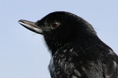 Diglossa gloriosissima