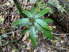 Carronia multisepalea