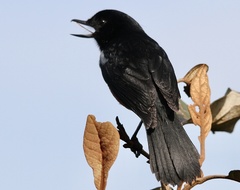 Diglossa gloriosissima