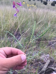 Astragalus flexuosus