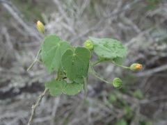 Abutilon viscosum