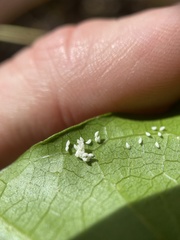 Carronia multisepalea