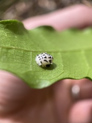 Carronia multisepalea