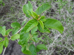 Croton cortesianus