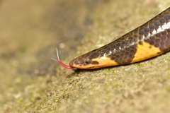 Uropeltis