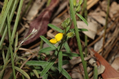 Crotalaria brevis