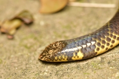 Uropeltis