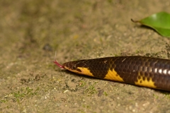 Uropeltis