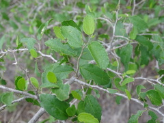 Celtis pallida