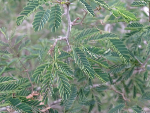 Image of Havardia pallens by (c) Alexis López Hernández, some rights reserved (CC BY)