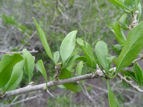 Image of Adelia vaseyi by (c) Alexis López Hernández, some rights reserved (CC BY)