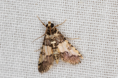 Nacoleia mesochlora