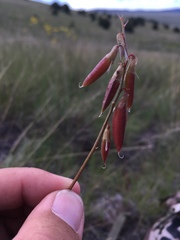 Astragalus flexuosus