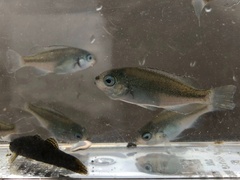 Girella punctata