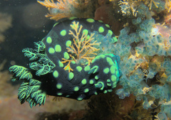 Nembrotha cristata