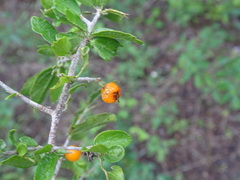 Celtis pallida
