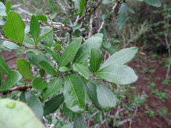 Xylosma flexuosa