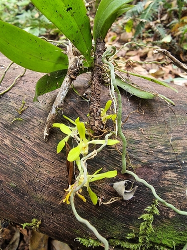 Image of Sarcochilus parviflorus by (c) Richard Dimon, some rights reserved (CC BY)