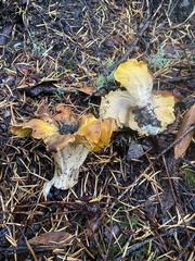 Cantharellus cascadensis