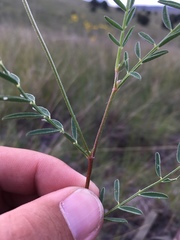 Astragalus flexuosus
