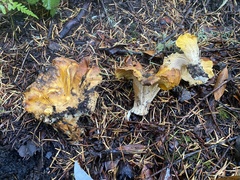 Cantharellus cascadensis